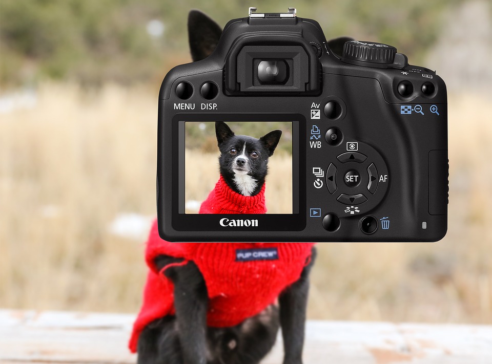 Digital Photos default image showing canon digital camera with a portrait of a black and white dog in a red sweater