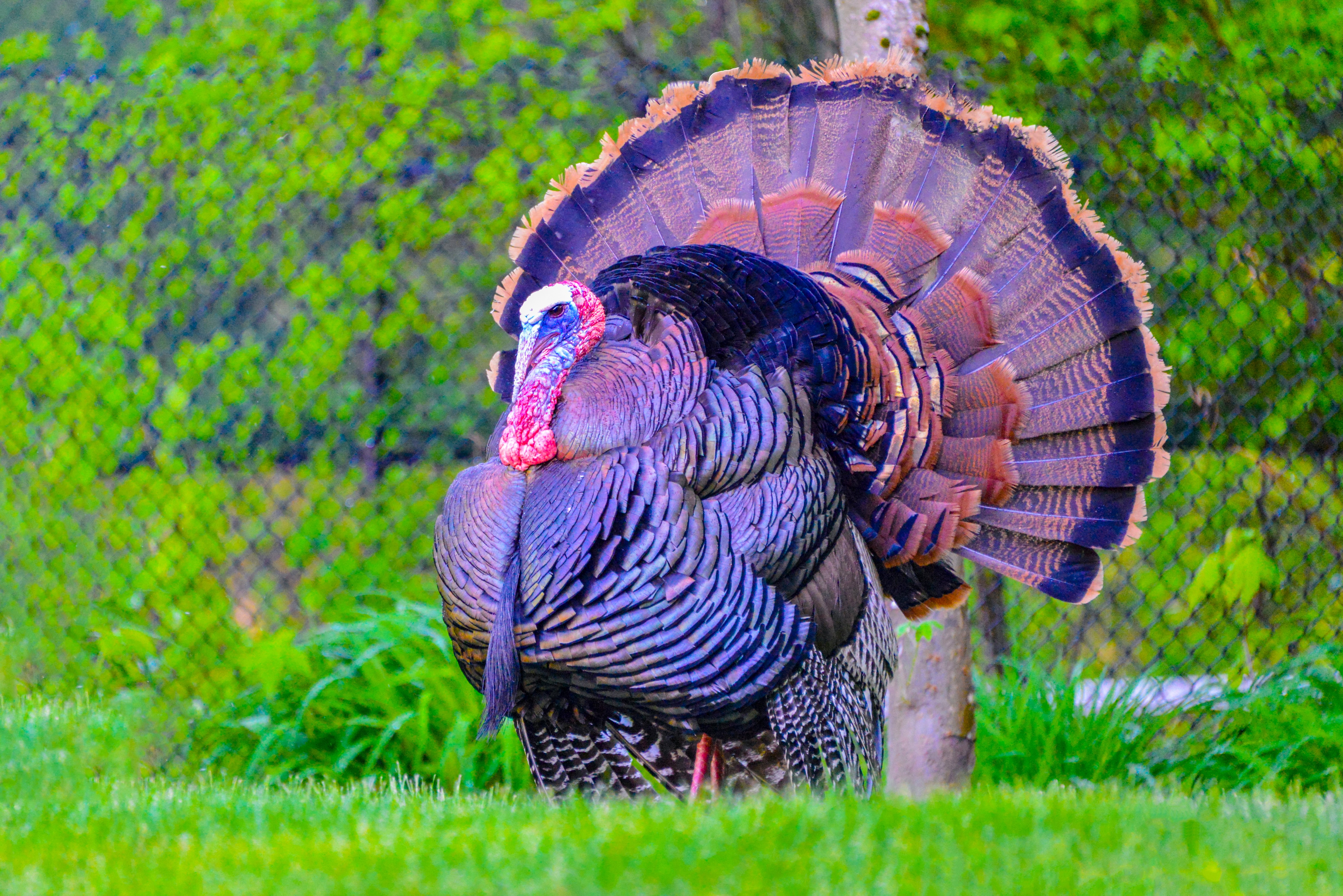Photo of a turkey.