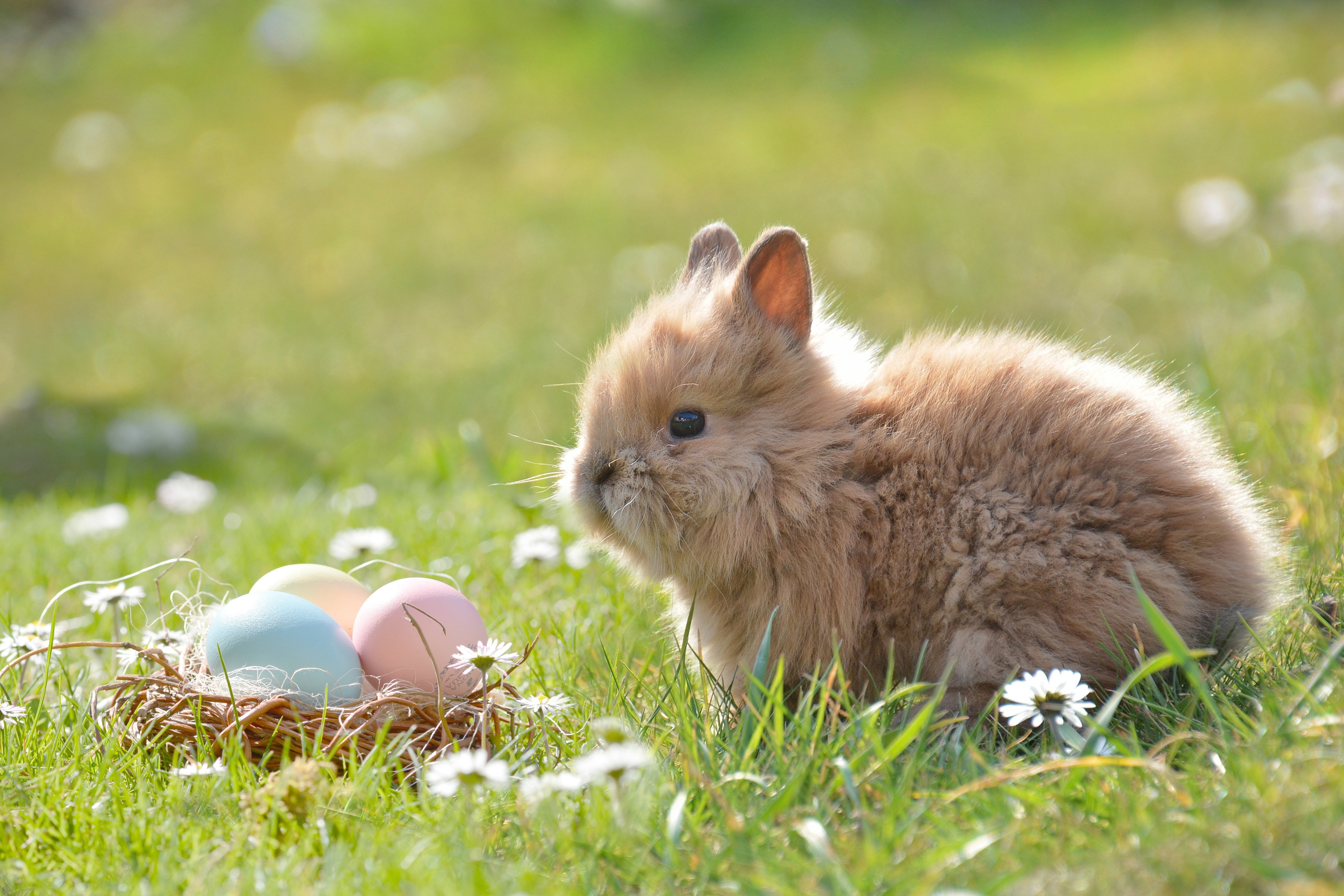Photo of a small bunny looking at a basket with 3 pastel eggs inside.