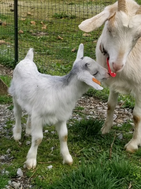 Mama Goat and kid