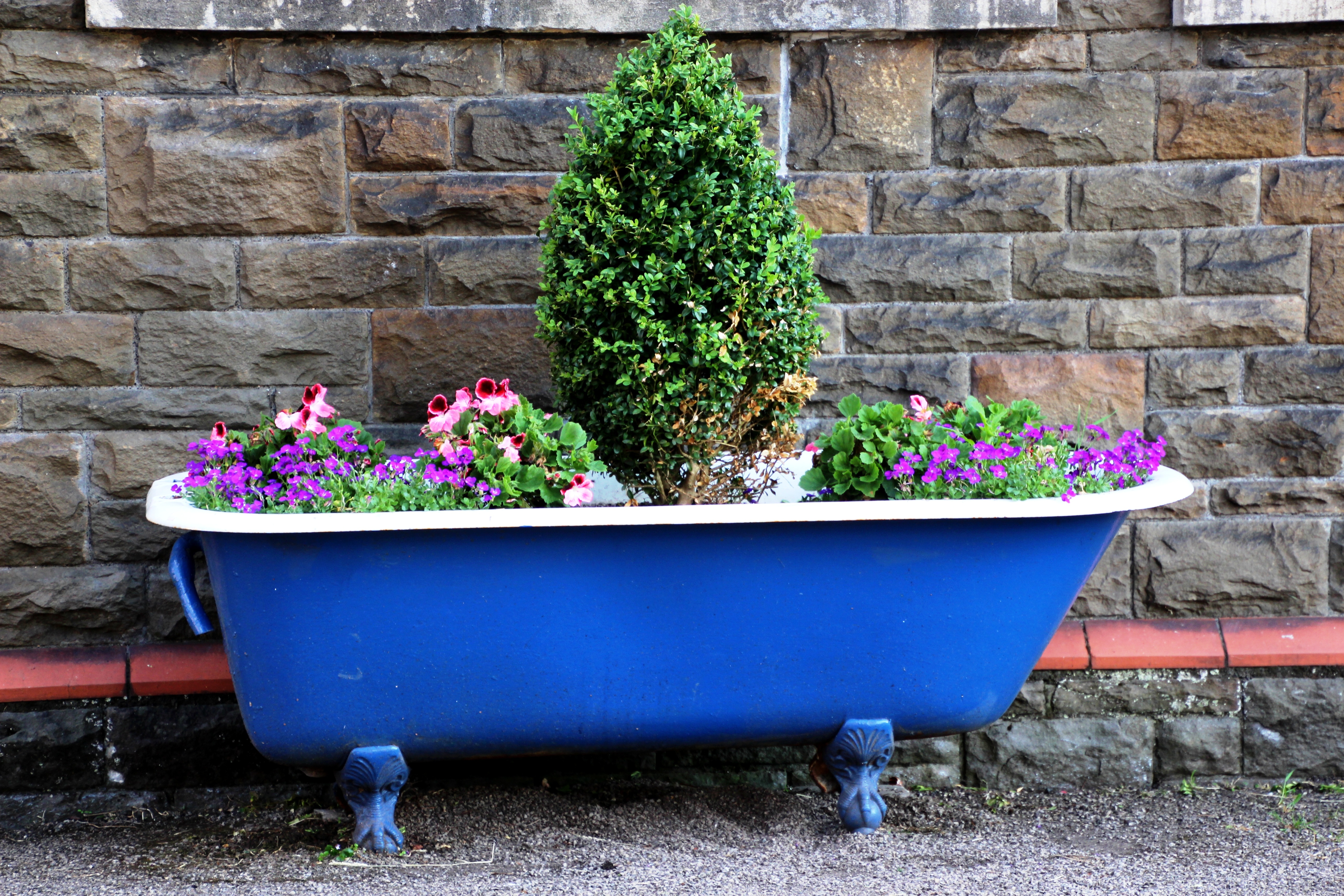 Flowers and a small tree in a blue bathtub.