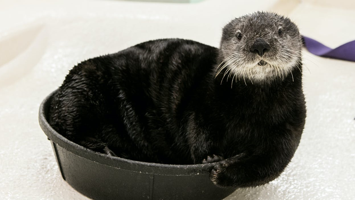 Sea Otter at the Shedd Aquarium