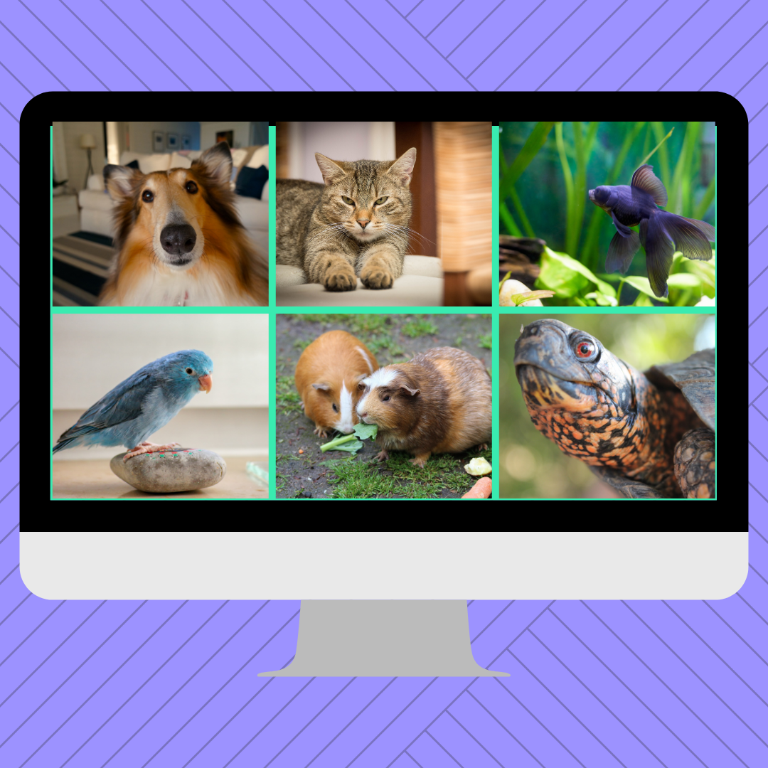 Image of several animals on the screen of a monitor - Pet Show and Tell.
