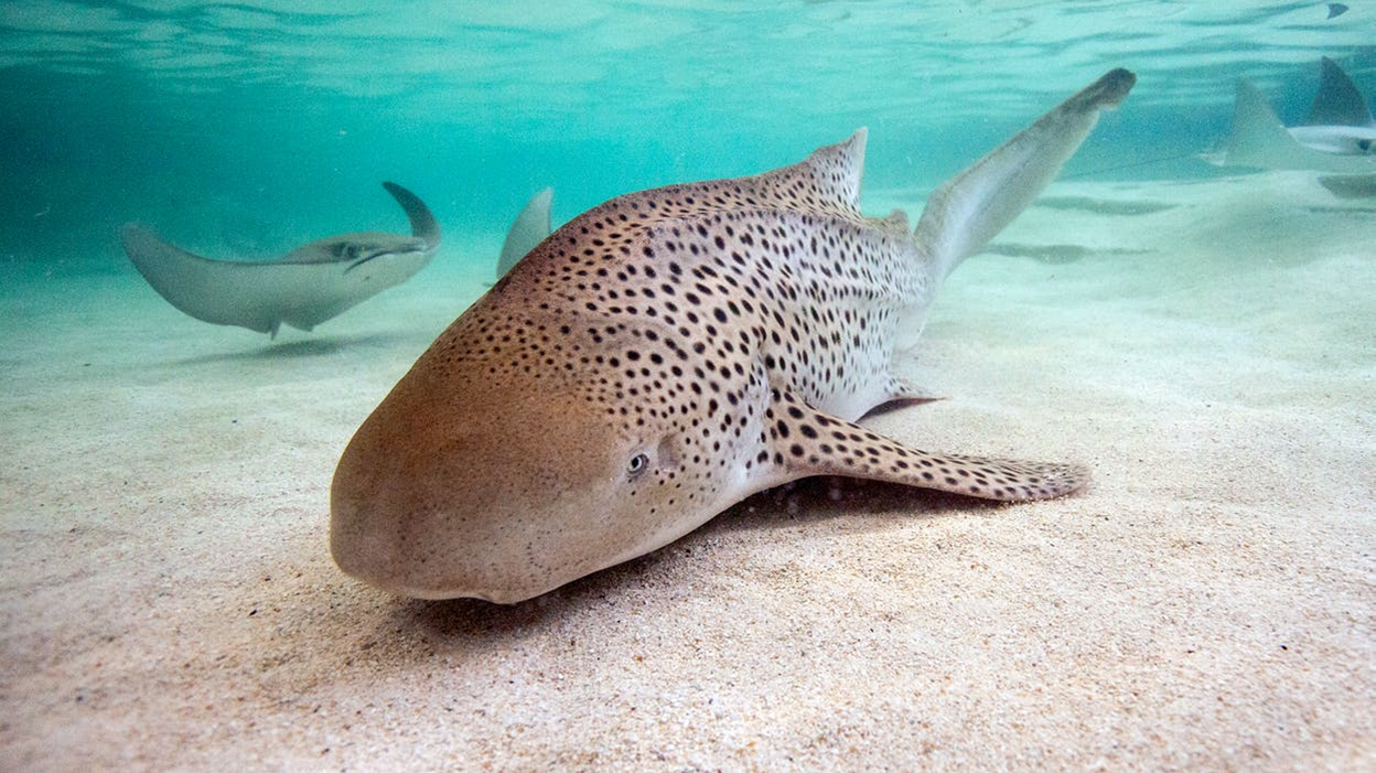 A Shark and Rays at the Shedd Aquarium