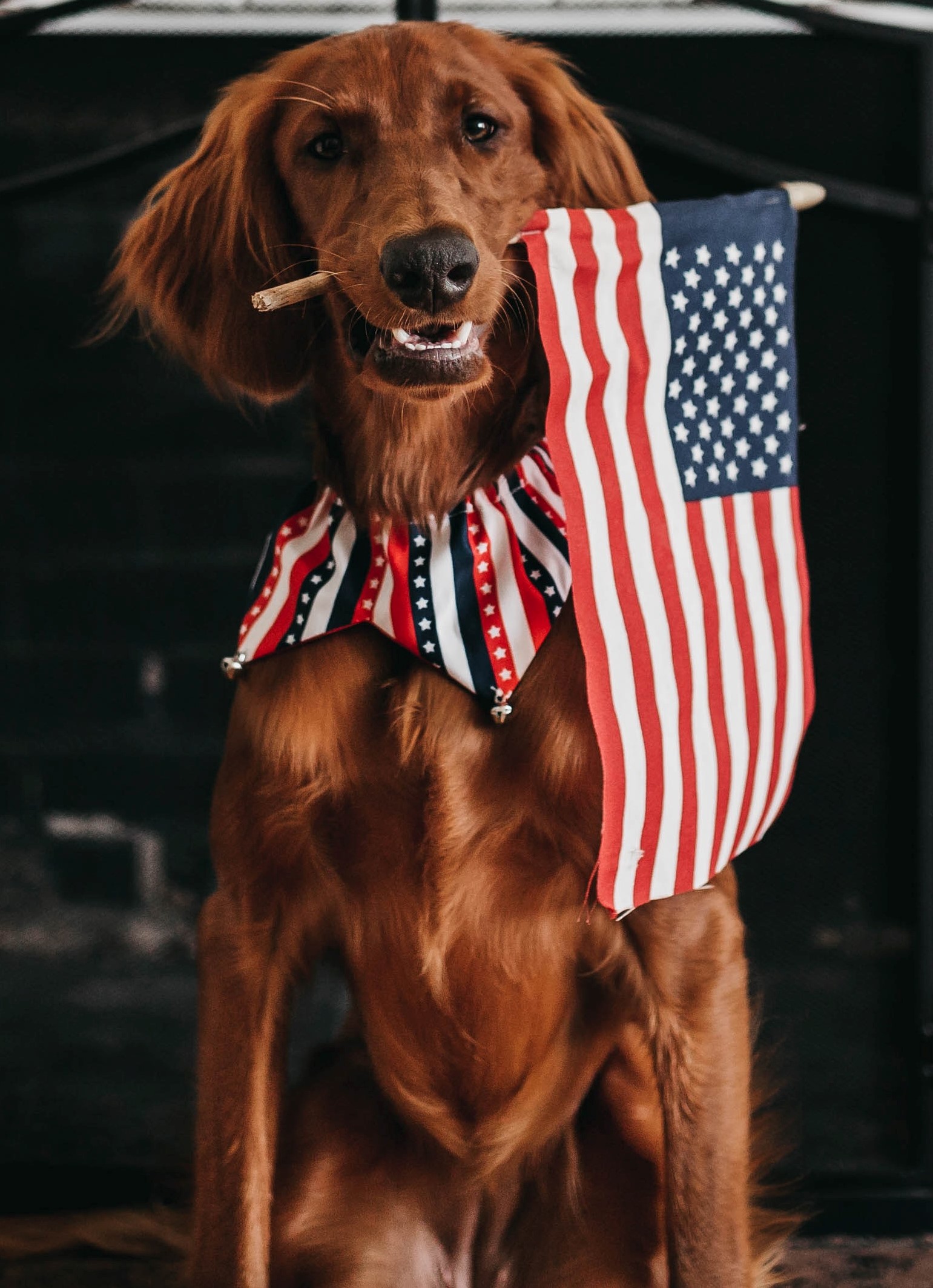 Irish setter holding an American Flag in it's mouth and wearing a red white and blue bandana around it's neck sitting in front of a fireplace.