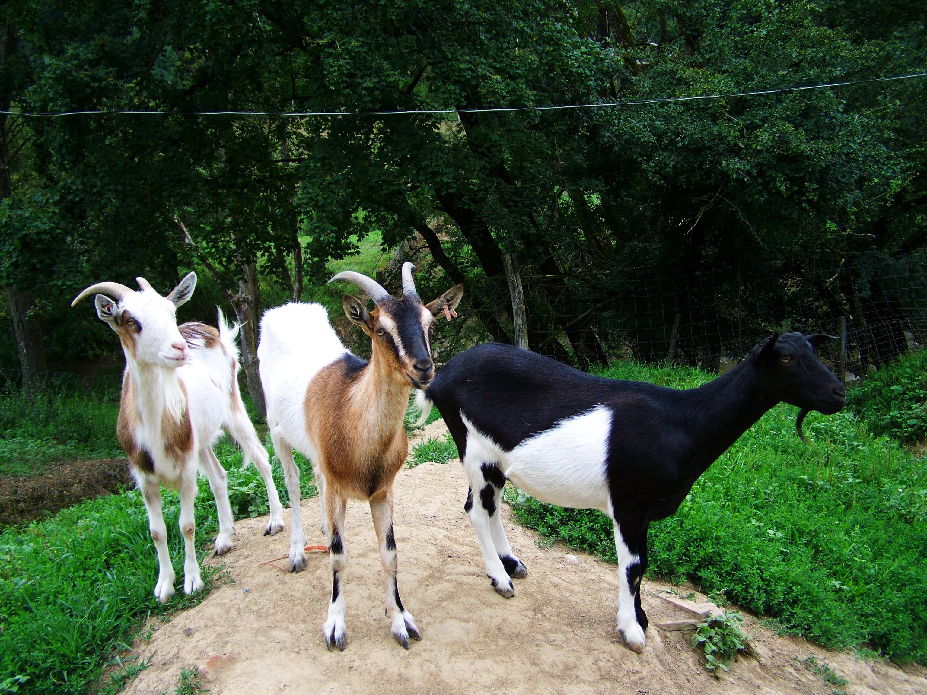 3 goats on a road