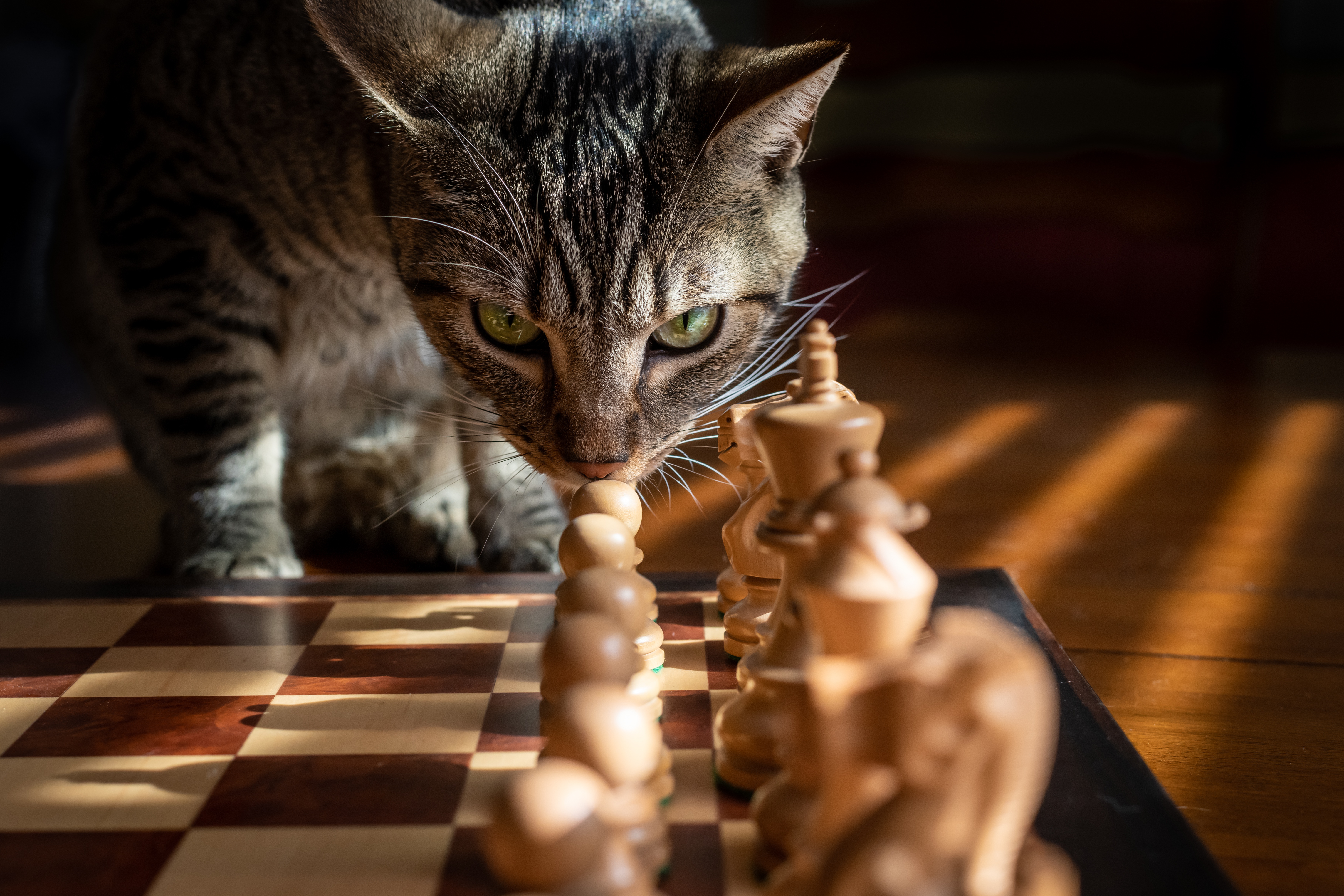 Photo of a cat staring at a chess board