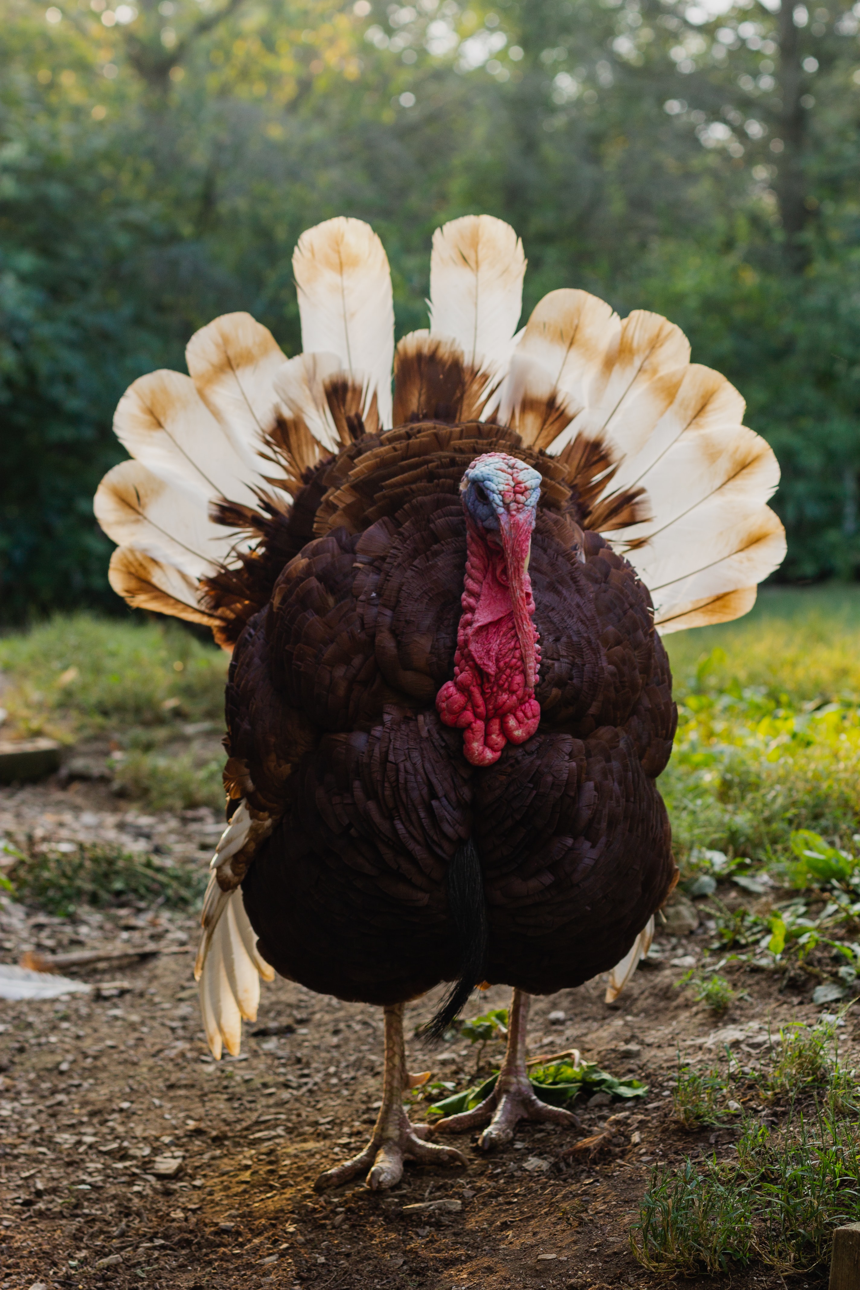 Male turkey in a field.