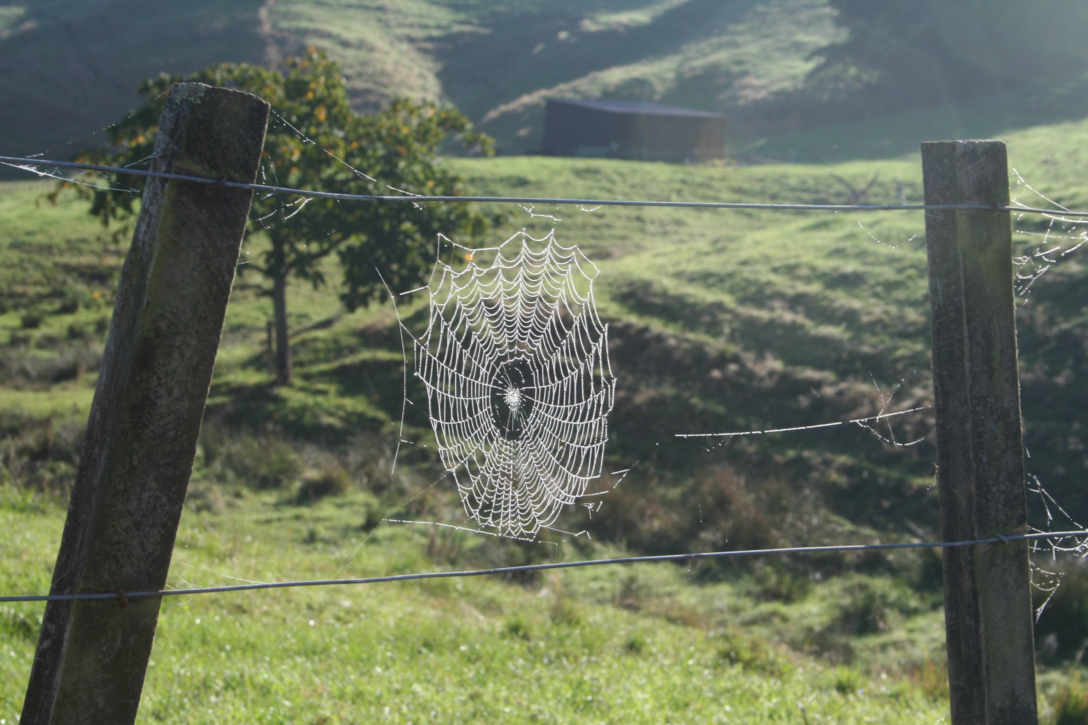 Spiderweb attached to a fence.
