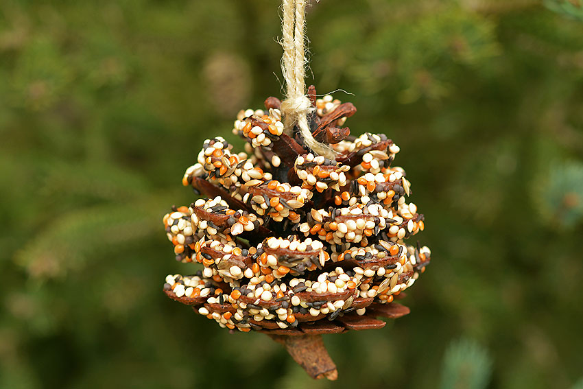 Bird feeder made from a pinecone.