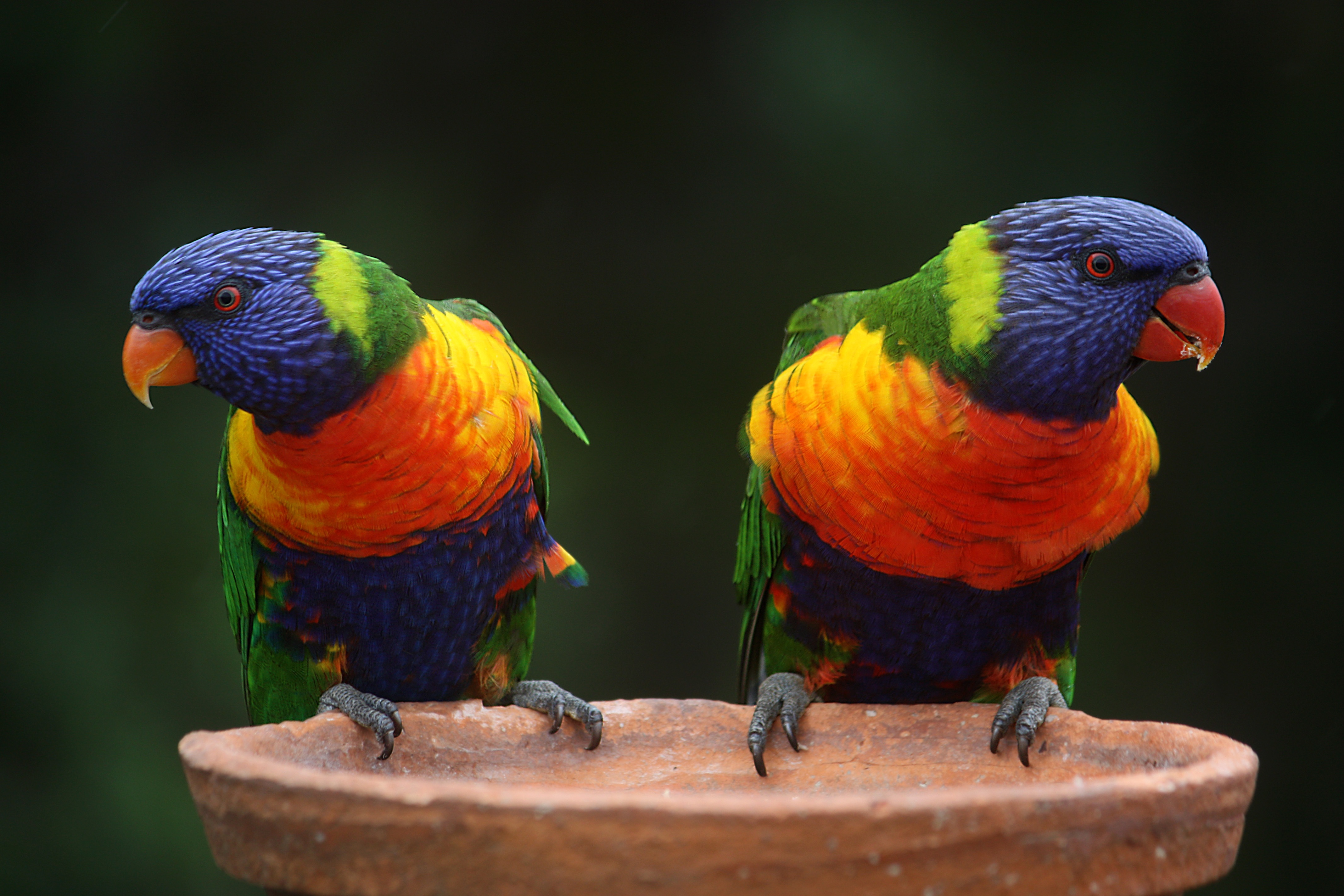 Two rainbow colored birds