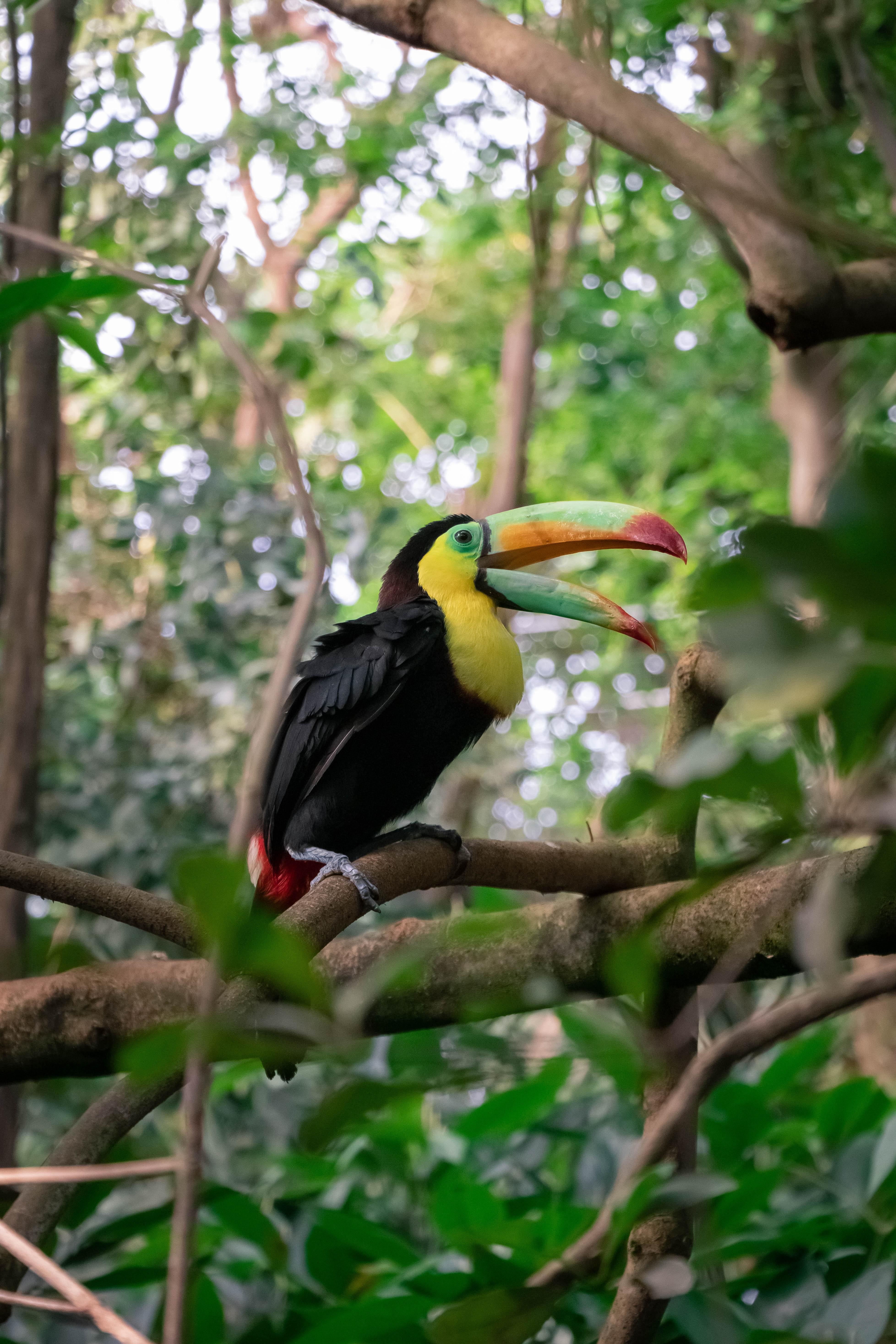 Photo of a bird in the rainforest.