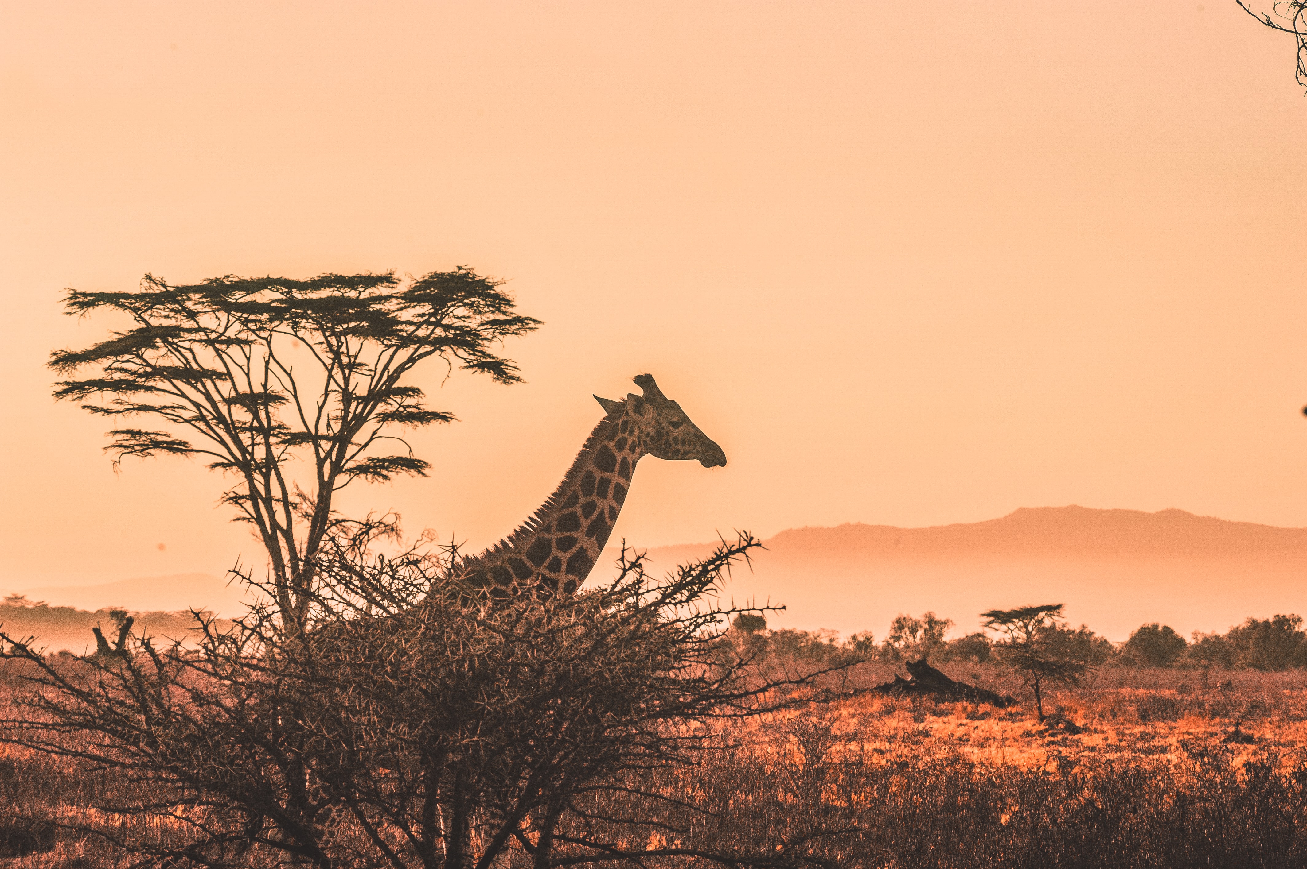Photograph of a Giraffe in the wild