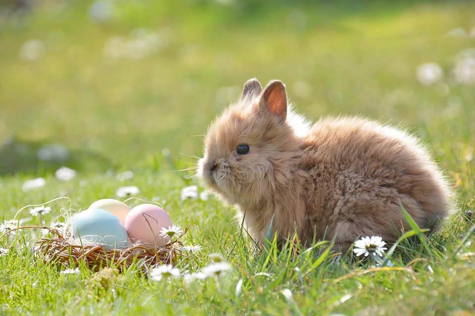 Brown bunny in a field with Easter eggs.