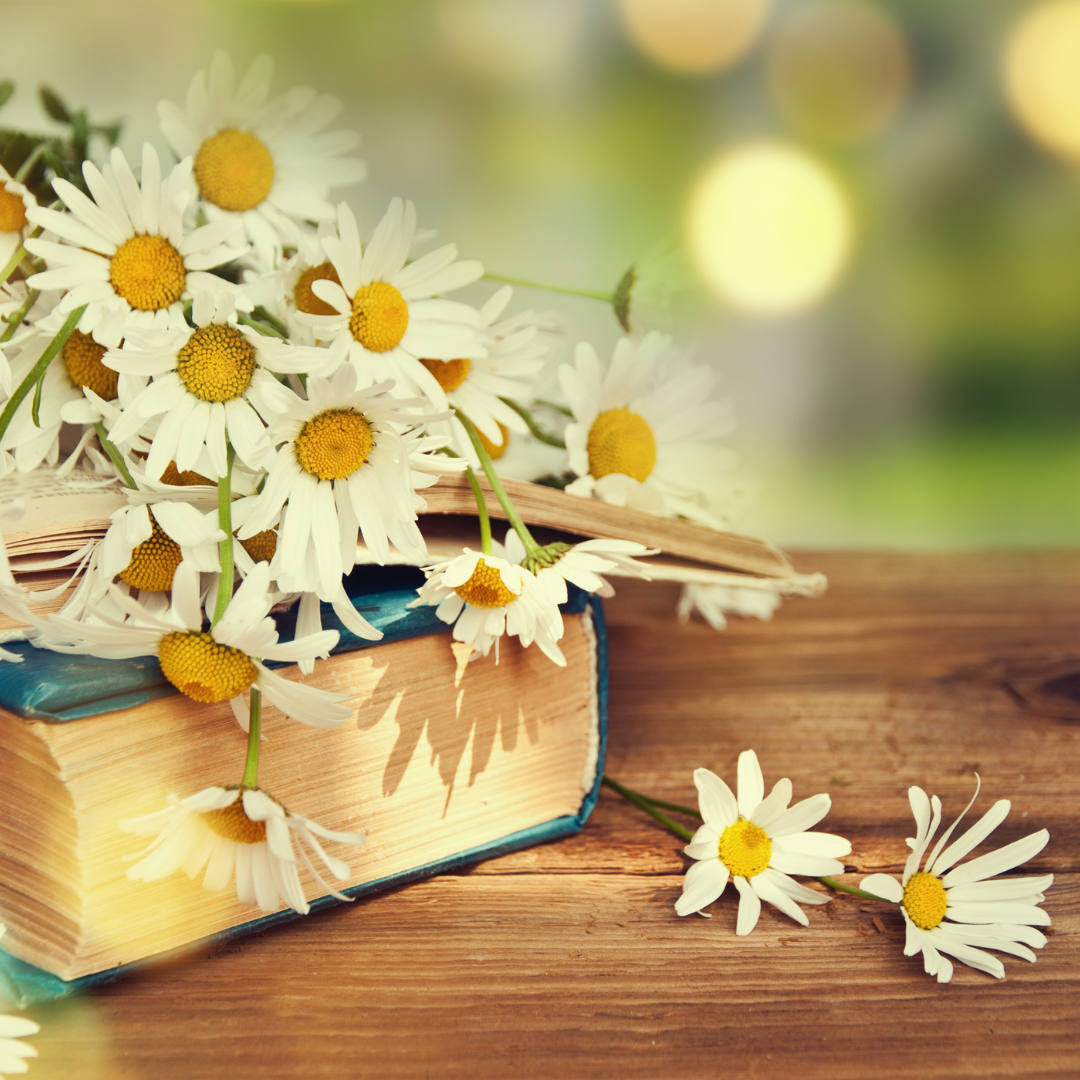 Pile of daisies sitting on a book on a wooden table.