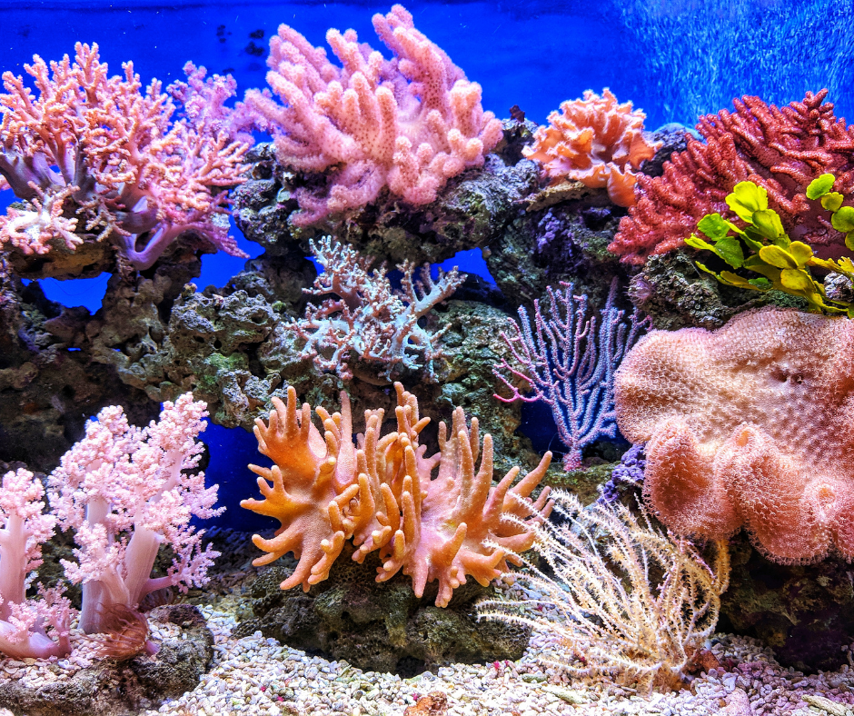 Coral Reef--Plant or Animal? | Bedford Public Library System