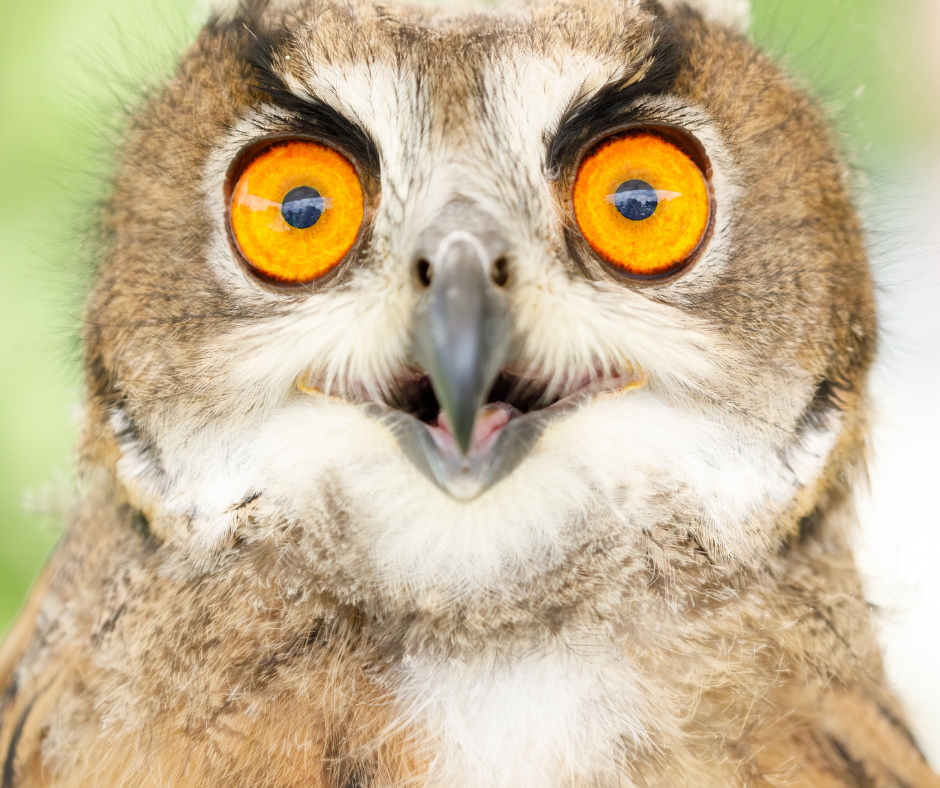 Wide-eyed owl photograph.