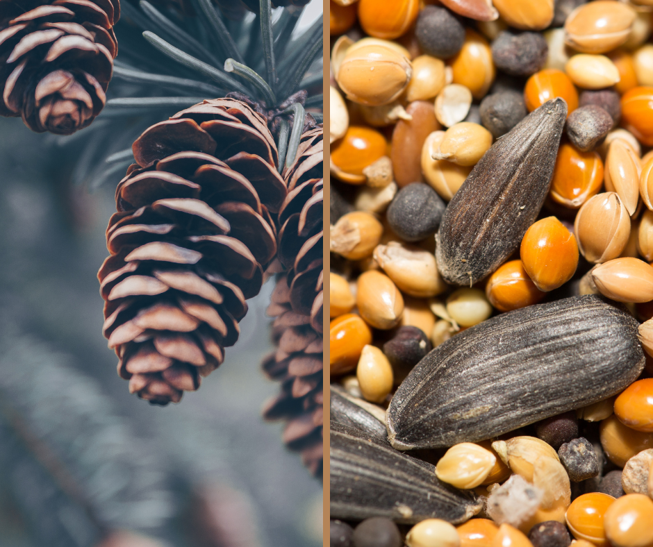 Side by side images of pinecones and birdseed