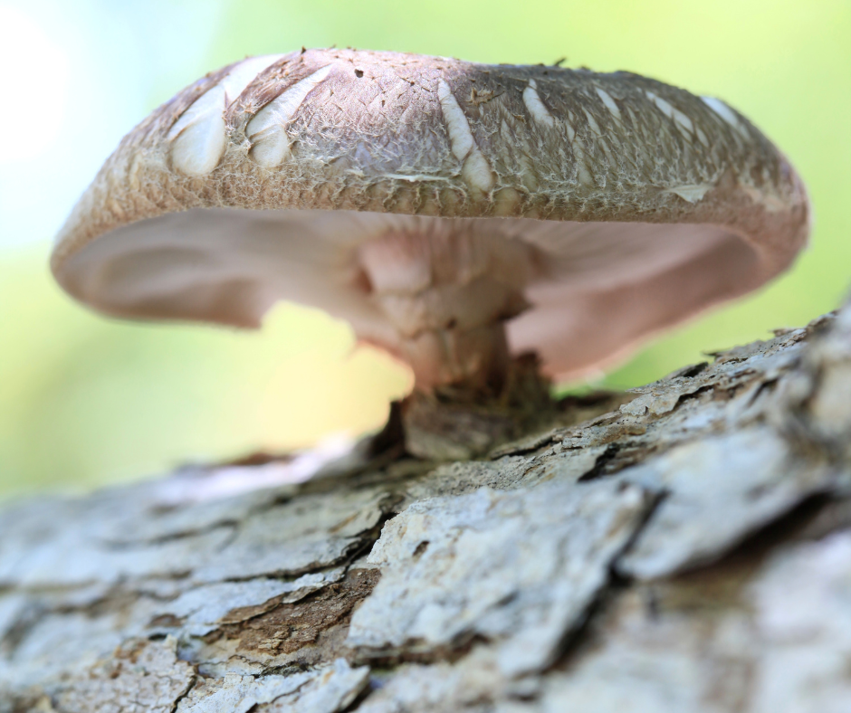 Shitake mushroom growing on a log
