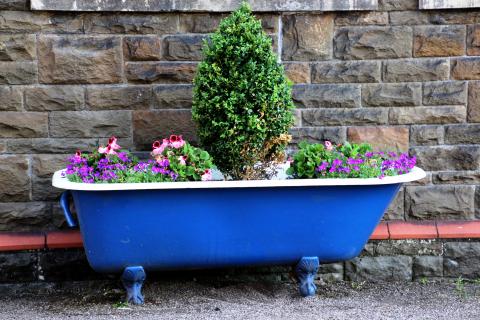 Flowers and a small tree in a blue bathtub.