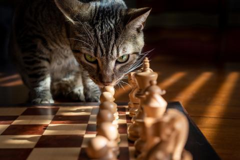 Photo of a cat staring at a chess board