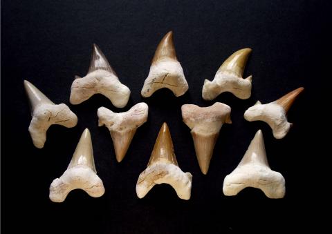 Fossilized Shark Teeth