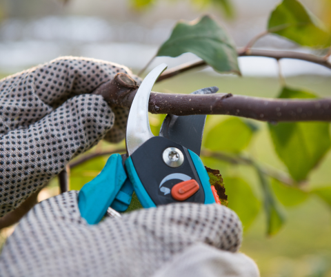 Gloved hands holding pruning sheers about to cut a branch.