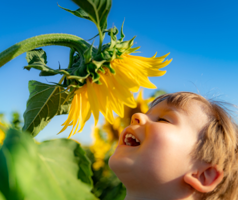 Photo of a small child smelling a sunflower.