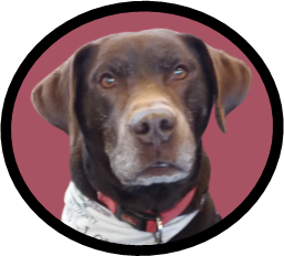 Photo of Bear the Dogs face in a reddish circle with a black border