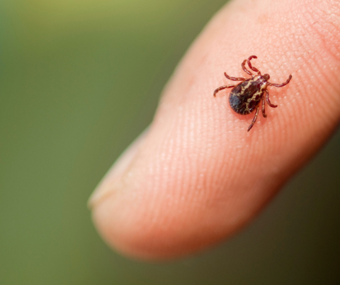 Photo of a tick on a persons finger.