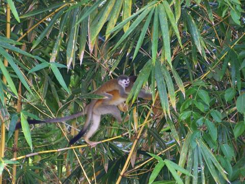  Baby Central American Squirrel Monkey gets a ride from its mother near Manuel Antonio National Park photo
