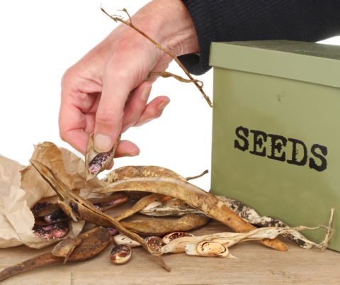 Hand removing seeds from bean pods and a green metal box with the word Seeds on it