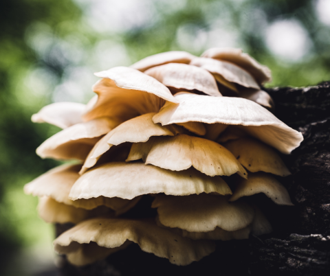 Mushrooms growing on a log.