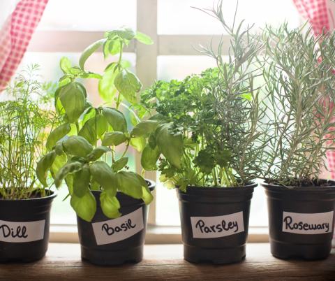 Picture of different herbs in pots in a windowsill.