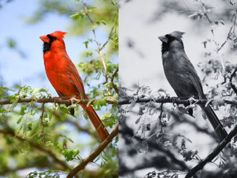 Side by side images of a photograph of a cardinal on a branch in full color and in black and white.