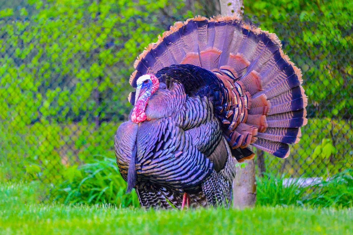 Photo of a turkey.