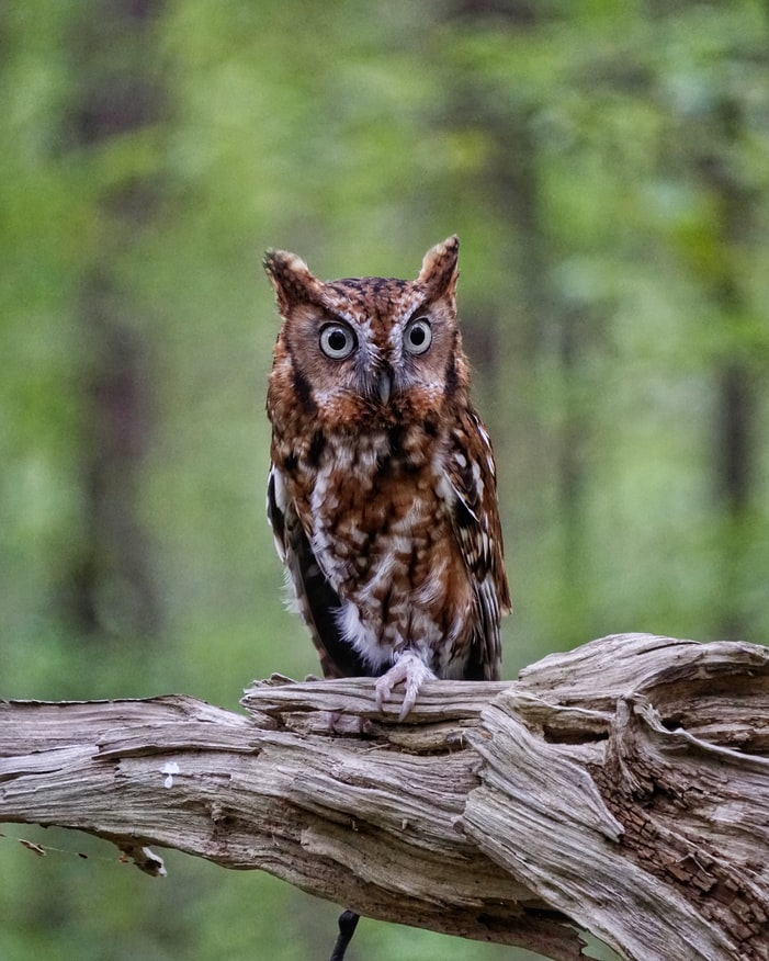 Owl