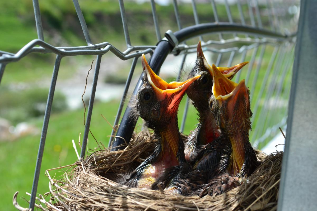 3 baby birds in a nest with open beaks.