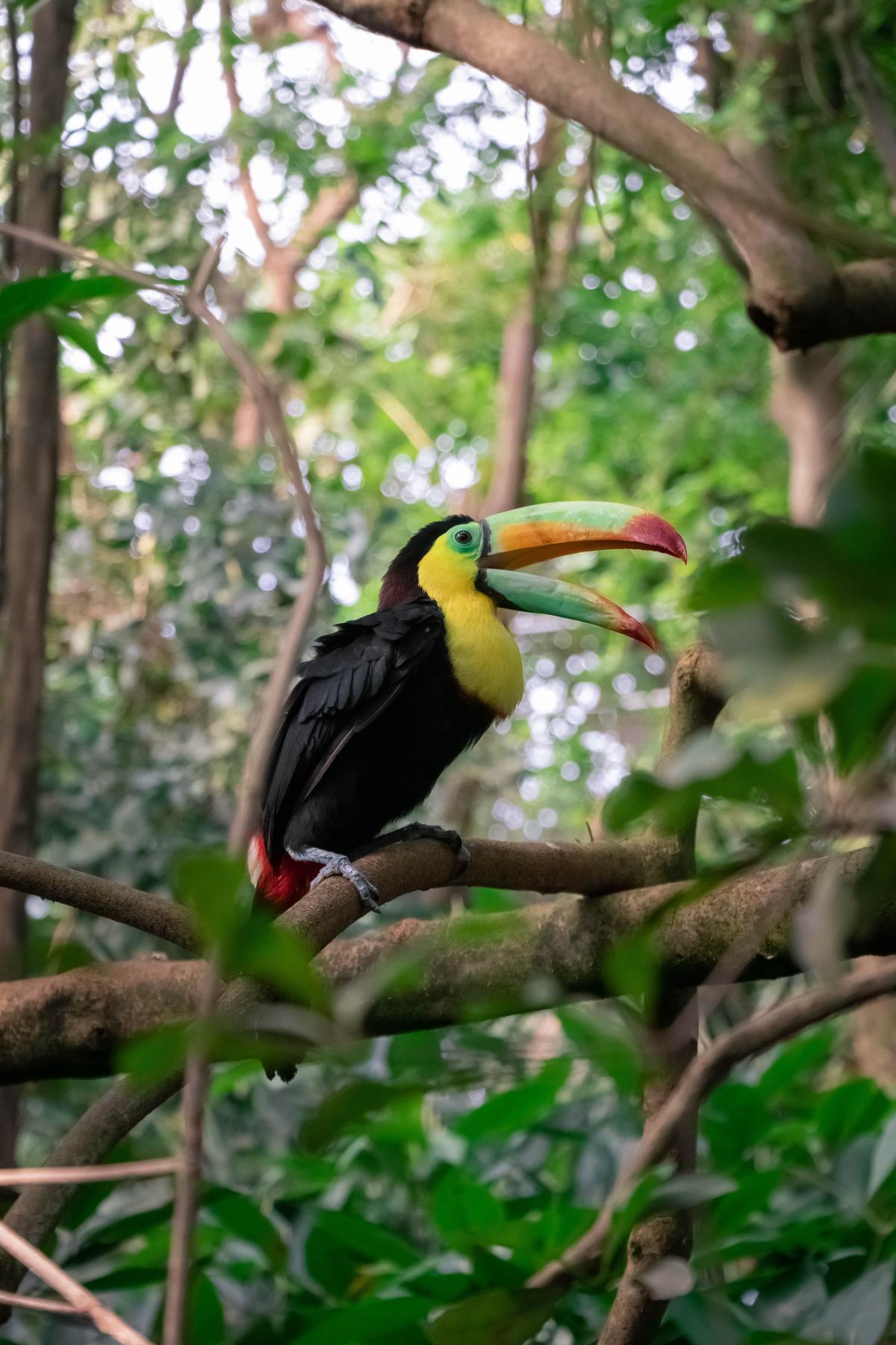 Bird in the rainforest