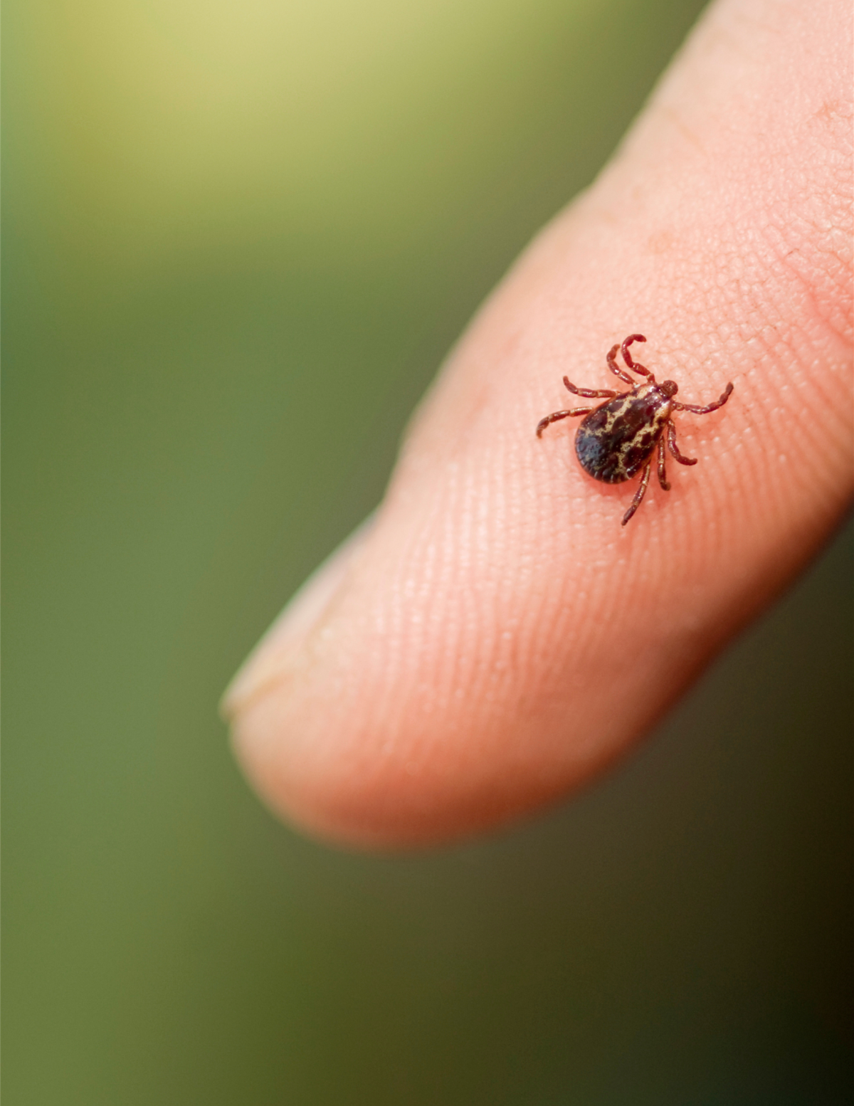 Tick on a person's Finger.