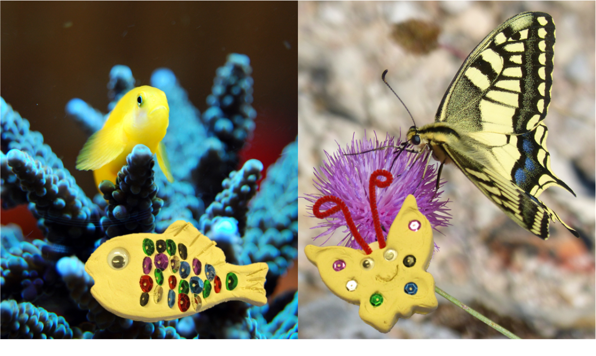 Air-Dry Clay fish and butterfly superimposed over photos of a real fish and butterfly.