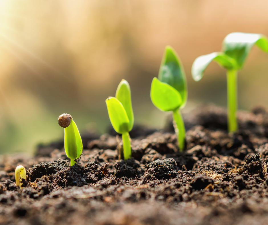 Progression of growth of a seedling.