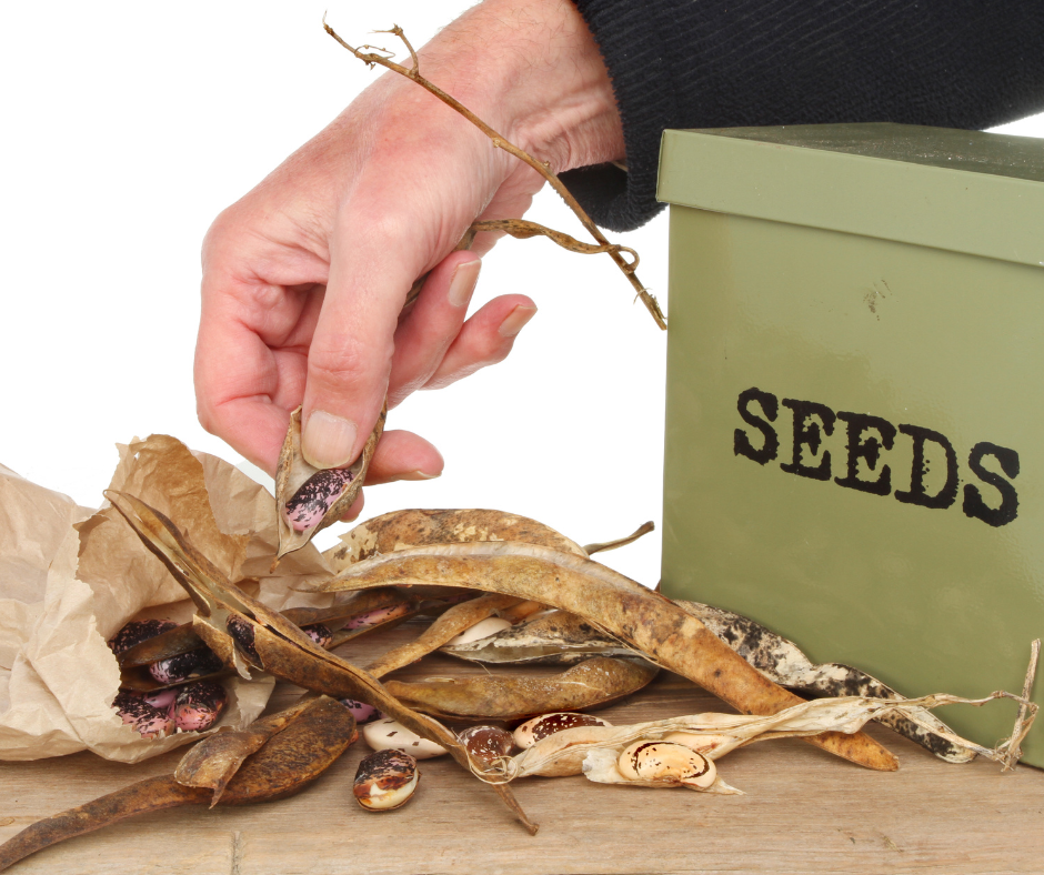 Closeup of a hand saving runner bean seed into a brown paper bag with a seed tin on a wooden bench.